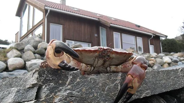 Åmøy galleribilde